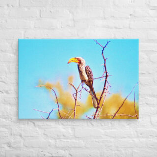 canvas-in-24x36-front-690199223f09f.jpg Canvas birds of the world Yellow billed Hornbill 0001 24″×36″