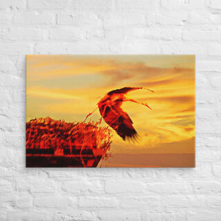 canvas-in-24x36-front-69019b04049c2.jpg Canvas birds of the world Stork 0001 24″×36″