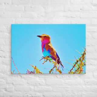 canvas-in-24x36-front-69019d479c6cc.jpg Canvas birds of the world Roller 0001 24″×36″