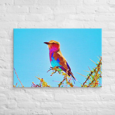 canvas-in-24x36-front-69019d479c6cc.jpg Canvas birds of the world Roller 0001 24″×36″