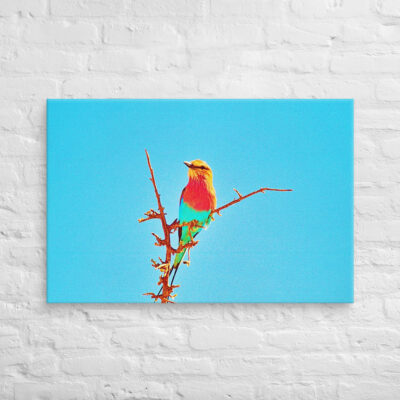 canvas-in-24x36-front-69019d97c410b.jpg Canvas birds of the world Roller 0002 24″×36″