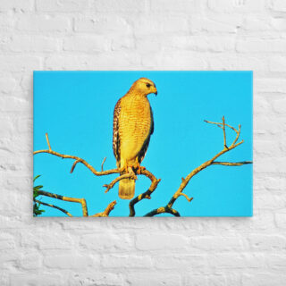 canvas-in-24x36-front-6901a15eb64d1.jpg Canvas birds of the world hawk 0001 24″×36″