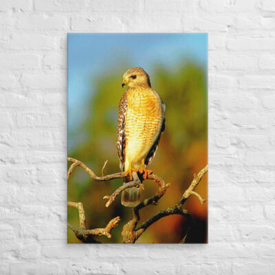 canvas-in-24x36-front-6901a1cb98c3f.jpg Canvas birds of the world hawk 0002 24″×36″