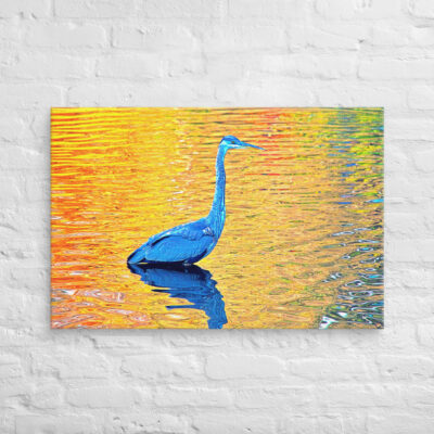 canvas-in-24x36-front-6901a2f696f81.jpg Canvas birds of the world Great Blue Heron 0001 24″×36″