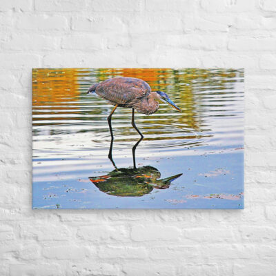 canvas-in-24x36-front-6901a3421a09f.jpg Canvas birds of the world Great Blue Heron 0002 24″×36″