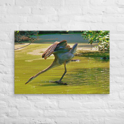 Canvas birds of the world Great Blue Heron 0003 24″×36″