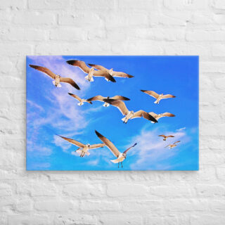 canvas-in-24x36-front-6901a68351551.jpg Canvas birds of the world Sea Gull 0002 24″×36″