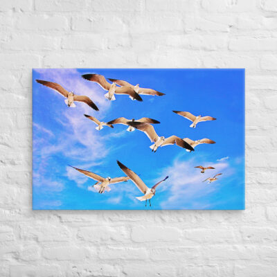 canvas-in-24x36-front-6901a68351551.jpg Canvas birds of the world Sea Gull 0002 24″×36″