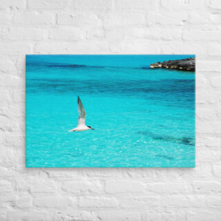 canvas-in-24x36-front-6901a73ded011.jpg Canvas birds of the world Sea Gull 0003 24″×36″