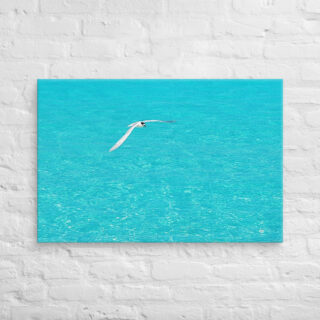 canvas-in-24x36-front-6901a78988dd2.jpg Canvas birds of the world Sea Gull 0004 24″×36″