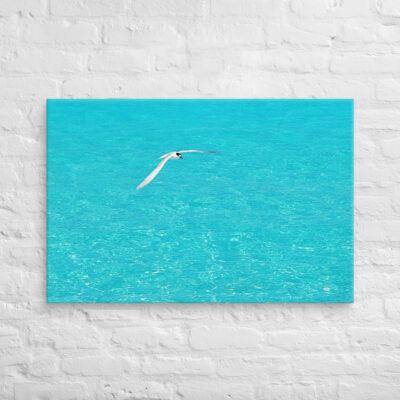 canvas-in-24x36-front-6901a78988dd2.jpg Canvas birds of the world Sea Gull 0004 24″×36″