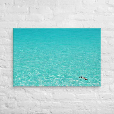 canvas-in-24x36-front-6901a7d8c26b9.jpg Canvas birds of the world Sea Gull 0005 24″×36″