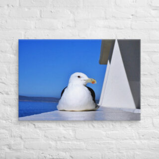 canvas-in-24x36-front-6901a82be7a4a.jpg Canvas birds of the world Sea Gull 0006 24″×36″