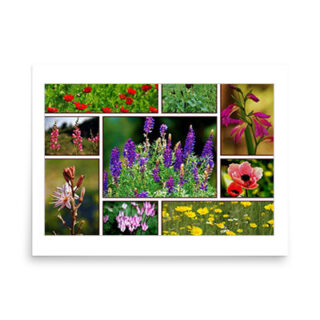 cat-posters-israelflora Poster  israel dead sea 001 18″×24″