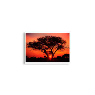 enhanced-matte-paper-poster-cm-a2-42x59.4-cm-front-68dd6f333a545.jpg Poster print afrika sunset 0005x (42×59.4 cm)