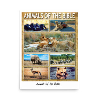 Poster animals of the bible 004 18″×24″