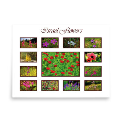 enhanced-matte-paper-poster-in-18x24-front-68ffa1d10e0de.jpg Poster israel flowers 004 18″×24″