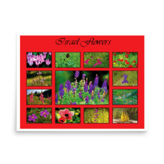 enhanced-matte-paper-poster-in-18x24-front-68ffa1d161df4.jpg Poster israel flowers 003 18″×24″