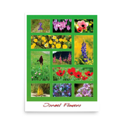 Poster israel flowers 009 18″×24″