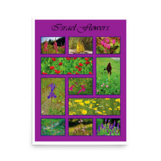 enhanced-matte-paper-poster-in-18x24-front-68ffa1d1ac811-1.jpg Poster israel flowers 008 18″×24″