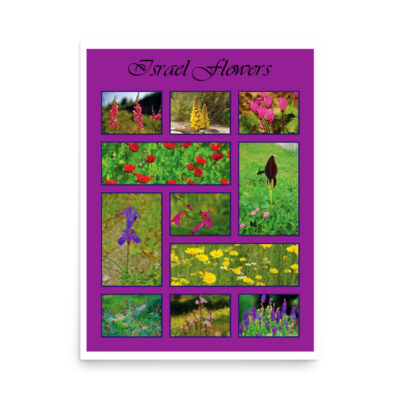 Poster israel flowers 008 18″×24″