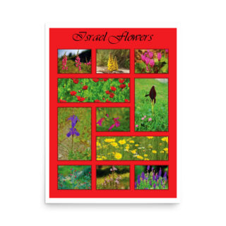 enhanced-matte-paper-poster-in-18x24-front-68ffa1d1ba325.jpg Poster israel flowers 007 18″×24″