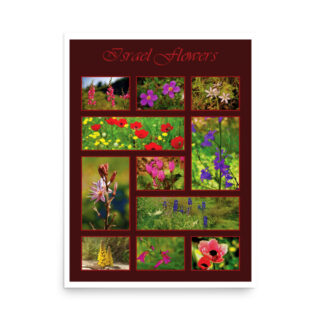 enhanced-matte-paper-poster-in-18x24-front-68ffa1d22c0d4.jpg Poster israel flowers 006 18″×24″