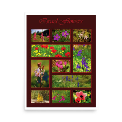 Poster israel flowers 006 18″×24″