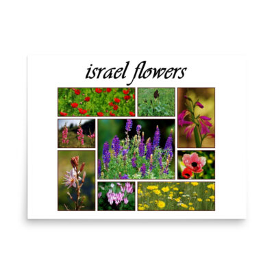 Poster israel flowers 001 18″×24″